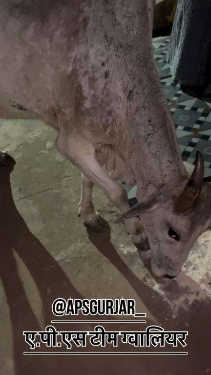 इसका आगे का पैर और एक आंख खराब हो गई थी 🙏🏻Respect Girls help poor help animals #apsgurjar #help #support #viral #cow #gwalior