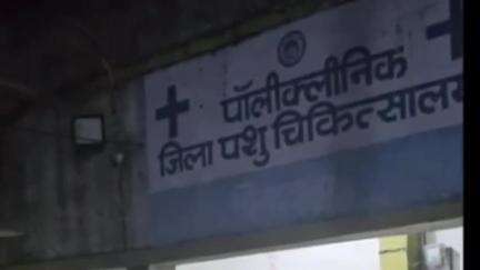 छिंदवाड़ा नगर: छिंदवाड़ा पशु अस्पताल की लापरवाही से बछड़े की मौत, समाजसेवियों ने किया हंगामा, पुलिस ने शांत कराया