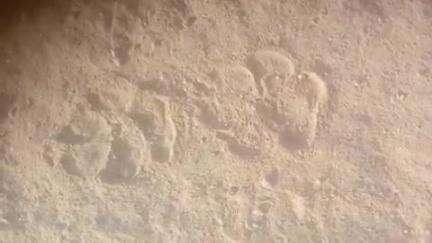 टोंक: वन्य जीव दिखाई देने से पक्का बंधा क्षेत्र में फैली सनसनी, वन विभाग के अधिकारियों को कराया गया अवगत