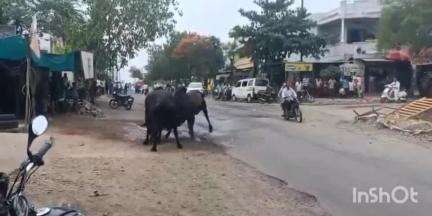 डही: सुसारी में स्टेट हाईवे मार्ग 26 पर दो सांडों की लड़ाई, 20 मिनट तक यातायात रहा बाधित