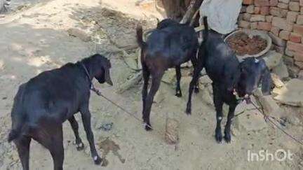 बिंदकी: चंदीपुर गांव से कार सवार लोगों ने रात को लगभग ₹45000 कीमत के दो बकरों की चोरी की, पुलिस को दी गई सूचना