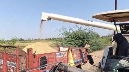 હાંસોટ: કમોસમી વરસાદથી અંકલેશ્વર-હાંસોટ પંથકમાં ડાંગરનો પાક પલળી જતા ખેડૂતોએ નુકશાન વેઠવાનો વારો આવ્યો છે. #jansamasya