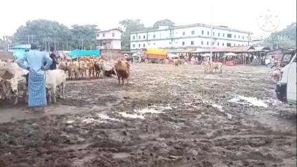 নগাঁও: ধিঙৰ সাপ্তাহিক বজাৰত এজাক বৰষুণতে বিধ্বস্ত বাত পথ,পাচঁ শতাধিক কৃষকে শাক পাচলি বিক্ৰী কৰে যমৰ যাতনাৰে বজাৰত #jansamasya