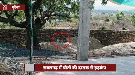 मुरैना के सबलगढ़ में चीतों की दस्तक से हड़कंप, शेर जैसी दहाड़ से ग्रामीण सहमे
