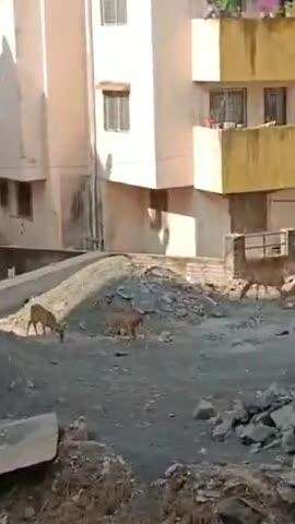 हवेली: शिवणे येथे अन्नपाण्याच्या शोधात हरणाचा कळप मानवी वस्ती मध्ये दिवसाढवळ्या दाखल