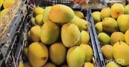 लातूर: लातूरात डॉ.बाबासाहेब आंबेडकर पार्क मैदानावर सोमवारपासून दोन दिवसीय जिल्हास्तरीय आंबा महोत्सव