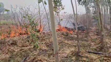 मझगवां: ग्राम देवरा में खेत की नरवाई में लगी आग, हवा से फैलकर बगीचे तक पहुँची, सागौन और लिप्टिस के पेड़ जले