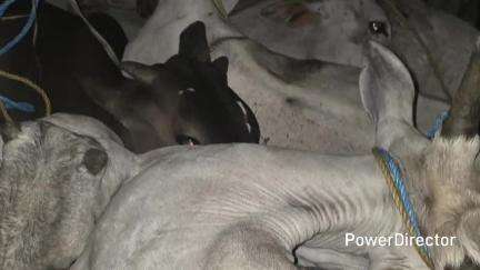 कुरई: कुरई घाटी में अवैध गौवंश परिवहन करते हुए कार ज़ब्त, आरोपी फ़रार, 5 ज़िंदा गौवंश बरामद