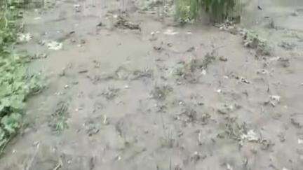 আলিপুরদুয়ার ২: ছোট চৌকির বসে হাতির তাণ্ডবে ক্ষতিগ্রস্ত হলেন কৃষকরা