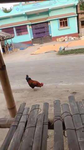 katil murgi #newsdjdkdkdjhtkfndndkskdyzu exe zee dndnndnrbensdukDz laglo drlrgtidndbdddndjdvfdjndbdvdkddbfvfdksbdhdhdhhb