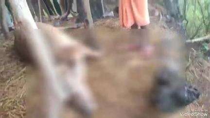 ଲକ୍ଷ୍ମୀପୁର: ଗରଡାମୁଣ୍ଡ ଗାଁରେ ବଜ୍ରାଘାତରେ ୨ ଗାଈ ମୃତ