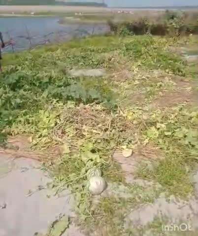 अजीतमल: अयाना थाना क्षेत्र के असेवा निवासी किसान ने दबंगों पर फसल नष्ट करने और धमकी देने का लगाया आरोप, पुलिस से की शिकायत
