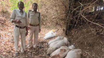 बालाघाट: ग्राम सुरवाही में नाला किनारे 660 किलो महुआ लाहन और 40 लीटर हाथ भट्टी शराब जब्त, आबकारी वृत बालाघाट ने की कार्रवाई