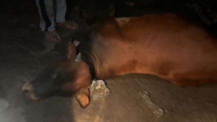 सूरतगढ़: चरण सिंह चौक पर करंट लगने से नंदी की अकाल मौत, लोगों ने कहा- 'हर समय बना रहता है खतरा'