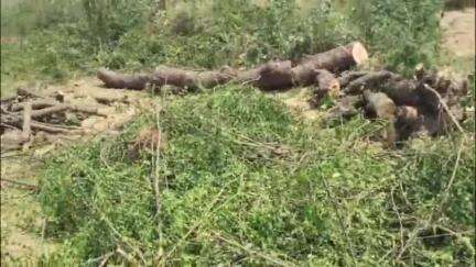 फतेहाबाद: निबोहरा के ग्राम चमरोली में हरे पेड़ों पर आरी चली, वन विभाग कर रहा जांच, एक दर्जन से अधिक काटे गए हरे पेड़, वीडियो वायरल
