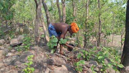 पत्थलगांव: पत्थलगाँव के चिरौंजी का डिमांड बड़े शहरों में, बिचौलियों को बेचने को मजबूर किसान
#jansamasya