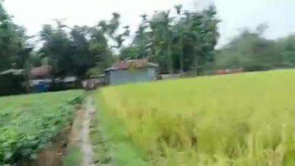 আলিপুরদুয়ার ২: বাকলা এলাকায় ধান ক্ষেত নষ্ট করে দিল হাতির দল