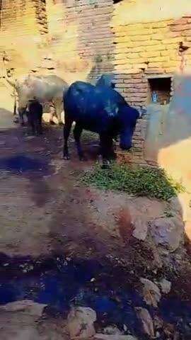 meri bhains kho gai hai kisi ko kuch pata chale to 7828660914 call kare09.05.2025ko kho gai hai