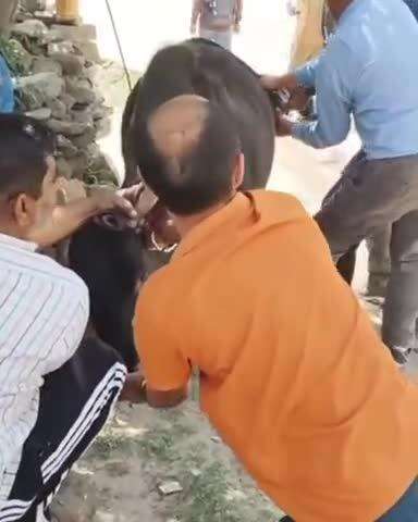 करसोग: करसोग में बस की टक्कर से गौवंश घायल, गौसेवकों ने किया इलाज