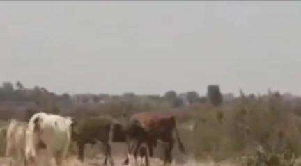 बीघापुर: पाही हरदो ग्राम सभा के 05 गांवो में नही है गौशाला, किसानों की फसल आवारा गौवंश करते है बर्बाद #jansamasya