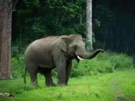 फरसाबहार: सतपुरिया जंगल में पत्ता तोड़ने गई अधेड़ महिला पर हाथी ने किया हमला, सूंड से पटक कर किया घायल, अस्पताल में तोड़ी दम