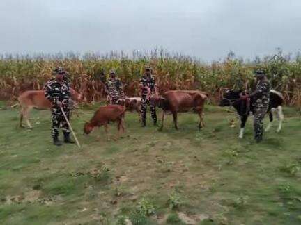 टेढ़ागाछ: टेढ़ागाछ सीमा चौकी पर नाका पार्टी की बड़ी कार्रवाई, नेपाल से अवैध रूप से लाए जा रहे 5 मवेशी जब्त