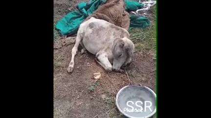 सैलाना: सैलाना शिवगढ़ रोड पर बागरियो की खेड़ी के पास नवनिर्मित राजगिरी कॉलोनी में कुत्तों ने गाय के बछड़े को घायल किया