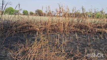कुलपहाड़: बग़ौल गांव में पराली से लगी आग में 9 बीघे गन्ने की फसल और पाइप सहित गृहस्थी जलकर खाक