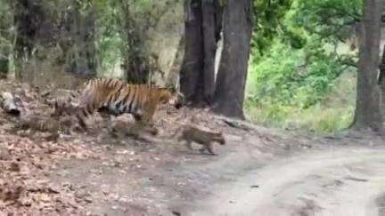 मानपुर: बाँधवगढ़ टाइगर रिजर्व के खितौली जोन में बाघिन रॉ अपने चार शावकों के साथ घूमती दिखी, वीडियो सोशल मीडिया पर वायरल