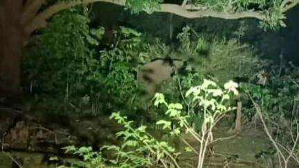 ଦେବଗଡ: କିର୍ତନପାଲି ଅଂଚଳରେ ୬ ଟିକିଆ ହାତୀ ପଲଙ୍କର ଉପଦ୍ରବ