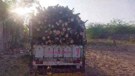 लोहावट: नोखड़ा गांव में खेजड़ी की लकड़ियों के परिवहन से पर्यावरण प्रेमियों में आक्रोश, लकड़ियों से भरी पिकअप को रूकवाया
