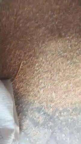 yah ration wale gambhirpur a gaye hain Harishchandra inhone Dekho Kaisa anaaj Kiya Hai