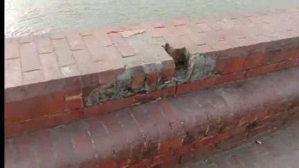 बिल्सी: बिल्सी निवासी एक महिला सेल्फी लेते समय नदरई पुल पर पैर फिसलने से गिरी, गोताखोर कर रहे हैं तलाश