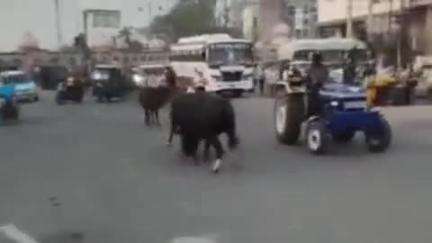 अम्बाला: अग्रसेन चौक अम्बाला में दो सांडों की लड़ाई, ट्रैक्टर चालक ने काफी देर तक लड़ाई छुड़ाने की कोशिश, वीडियो वायरल