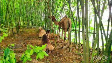 কোচবিহার ১: ছোট আঠারো কোটা এলাকা থেকে ৫টি উট উদ্ধার করল পুলিশ তথ্য দিয়ে জানালেন অতিরিক্ত পুলিশ সুপার