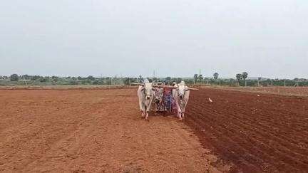 పత్తికొండ: క్రిష్ణగిరి మండల పరిధిలోని వర్షాలు పడడంతో 30 ఎకరాల పైగా వేరుశనగ విత్తనాలు సాగు చేసిన రైతులు