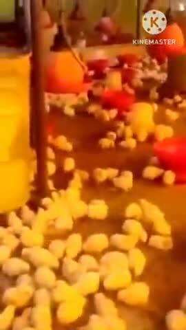 गौरीगंज: बर्ड फ्लू को लेकर अमेठी जिला प्रशासन हुआ अलर्ट, जिलाधिकारी के निर्देश पर तहसीलवार रैपिड रिस्पांस टीमों का किया गया गठन