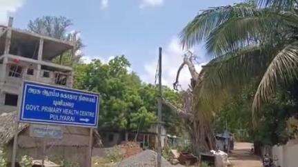 செங்கோட்டை: பொதுமக்கள் உயிருக்கு அச்சுறுத்தல் ஏற்படுத்தும் பட்டுப்போன மரங்கள் #local issue