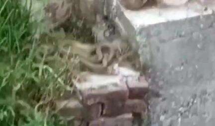 लोहाघाट नगर में सांपों की दहशत बजरंगबली वार्ड में एक साथ तीन सांप निकलने से लोग दहशत में।