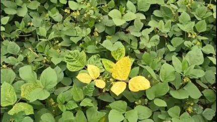रायसेन: पीला मोजेक वायरस से मूंग की फसल को खतरा, रायसेन के किसान चिंतित