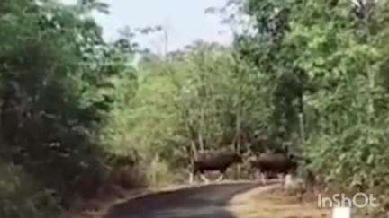 सावंतवाडी: ओटवणे रस्‍त्‍यावर गवा रेड्यांनी दर्शन दिल्‍यामुळे ग्रामस्‍थ भयभीत