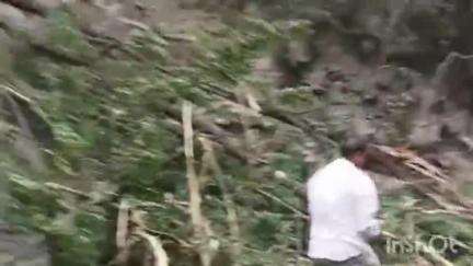 चम्बा: पेड़ गिरने के कारण चम्बा-भरमौर एनएच एक घंटा बंद रहा