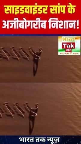 साइडवाइंडर सांप के अजीबोगरीब निशान 

भारत तक न्यूज़

#snake #sidewinder #sidewindersnake #viral #news #trending #video