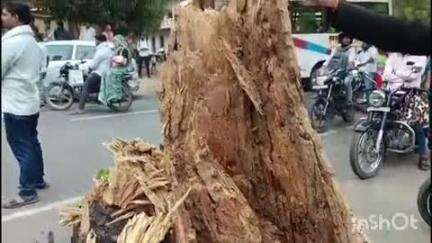 इगलास: तहरा मोड़ पर तेज आंधी से बरसों पुराना नीम का पेड़ गिरा, नहीं हुई जनहानि, घंटों जाम में फंसे मुसाफिर