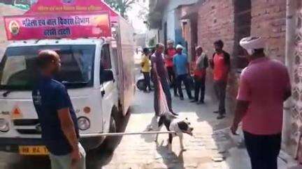 चरखी दादरी: चरखी दादरी के वार्ड 9 में गौसेवकों ने आक्रामक पिटबुल को बचाया, आवारा कुत्तों के हमले से शहरवासी परेशान