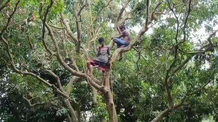পূর্বস্থলী ২: ভারত পাক অস্থির পরিস্থিতিতে ভারতের বাইরে পাড়ি দিচ্ছে না লিচু, সমস্যায় পূর্বস্থলী, ফলেয়া এলাকার লিচু চাষীরা