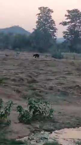 कांकेर: बाईपास रोड पर राजवीर ढाबा के पास आया भालू, वीडियो सोशल मीडिया पर वायरल