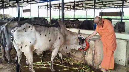 ಹಳಿಯಾಳ: ದುಸಗಿಯ ಗೋಶಾಲೆಗೆ ಮಂಜುನಾಥ ಭಾರತಿ ಸ್ವಾಮೀಜಿ ಭೇಟಿ, ವ್ಯವಸ್ಥೆ ಪರಿಶೀಲನೆ