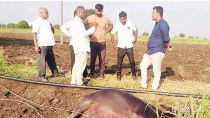 निलंगा: गौर येथे विद्युत तारा अंगावर पडून म्हशीचा मृत्यू
