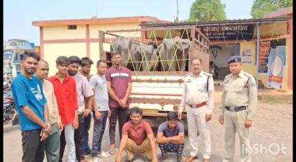 बेमेतरा: देवरबीजा पुलिस ने मवेशी तस्कर पर की कार्रवाई, दो आरोपियों को किया गिरफ्तार